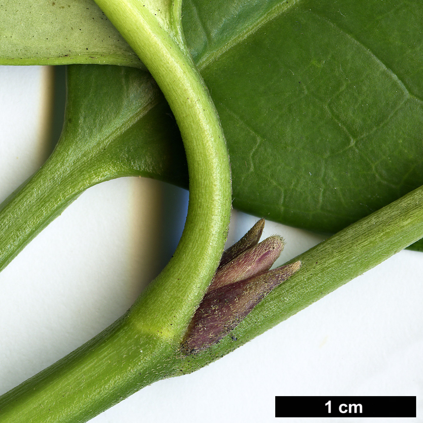 High resolution image: Family: Garryaceae - Genus: Aucuba - Taxon: omeiensis High resolution image: Family: Garryaceae - Genus: Aucuba - Taxon: omeiensis